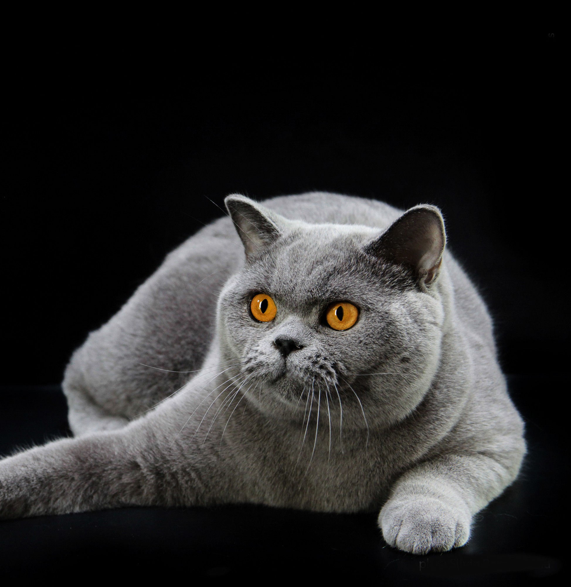 British Shorthair blu
